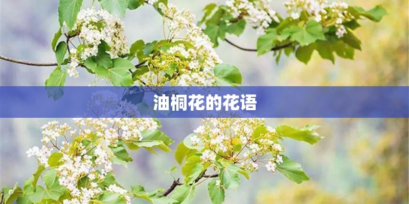 油桐花的花语