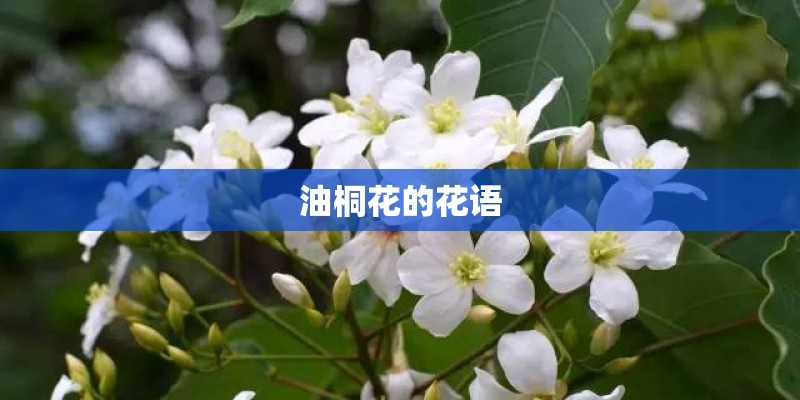 油桐花的花语