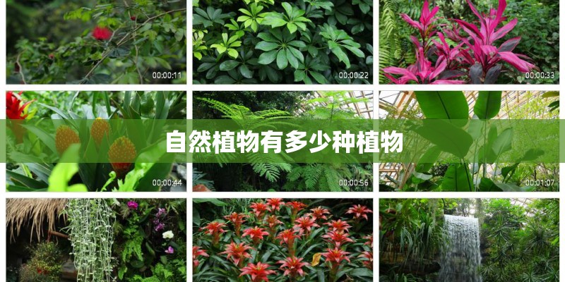 自然植物有多少种植物