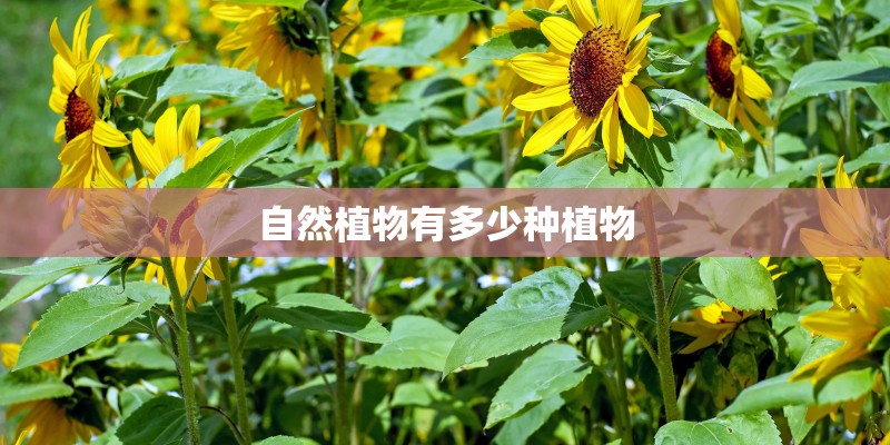 自然植物有多少种植物