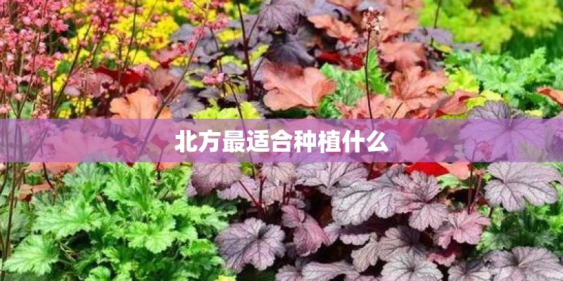 北方最适合种植什么