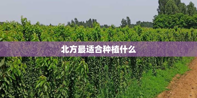 北方最适合种植什么