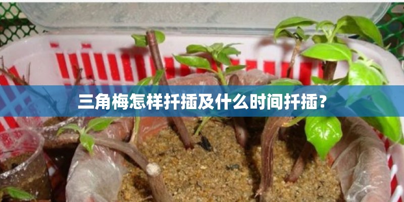 三角梅怎样扦插及什么时间扦插？