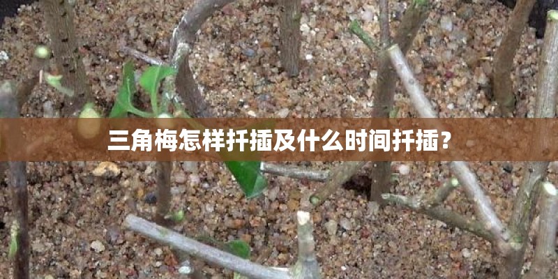 三角梅怎样扦插及什么时间扦插？