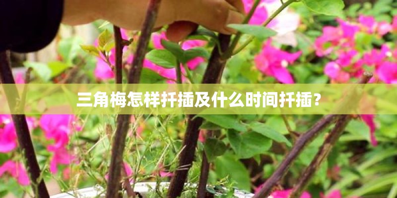 三角梅怎样扦插及什么时间扦插？