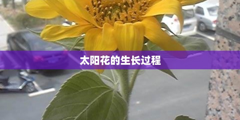 太阳花的生长过程