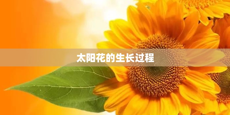 太阳花的生长过程