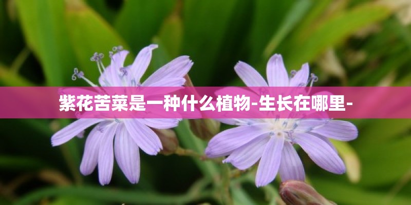 紫花苦菜是一种什么植物-生长在哪里-