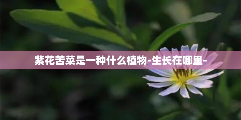 紫花苦菜是一种什么植物-生长在哪里-