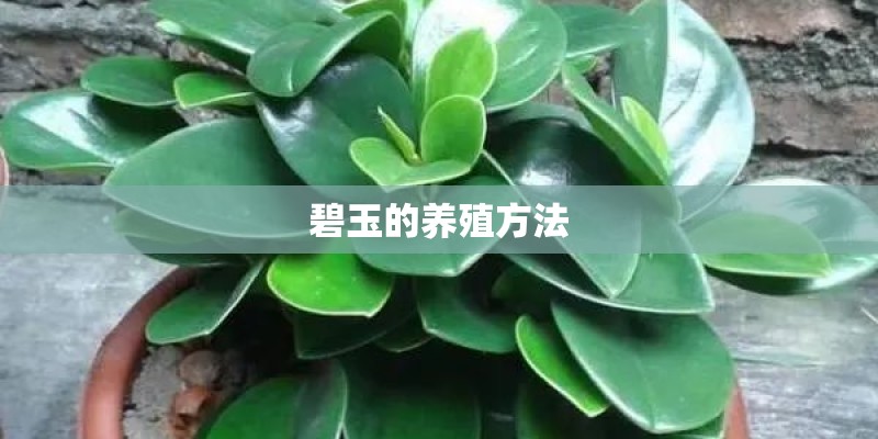 碧玉的养殖方法