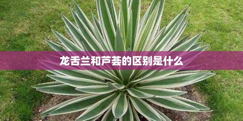 龙舌兰和芦荟的区别是什么