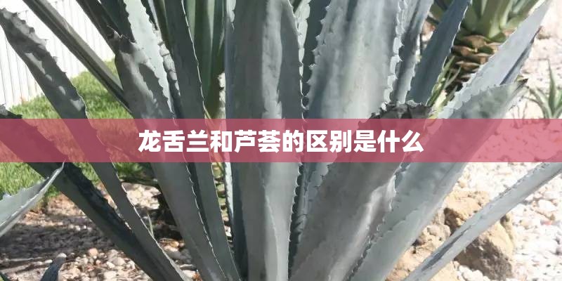 龙舌兰和芦荟的区别是什么