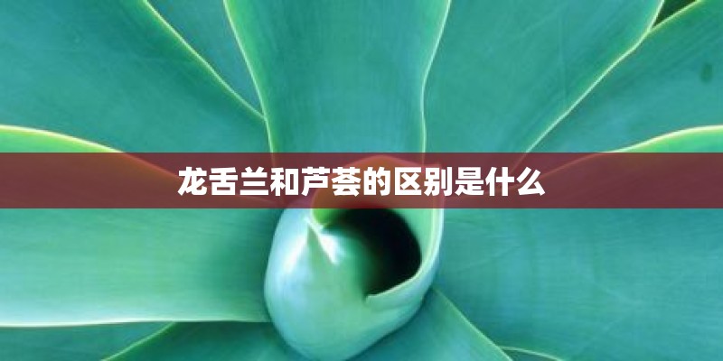 龙舌兰和芦荟的区别是什么