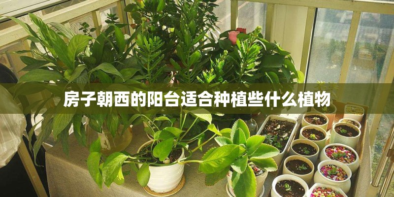 房子朝西的阳台适合种植些什么植物