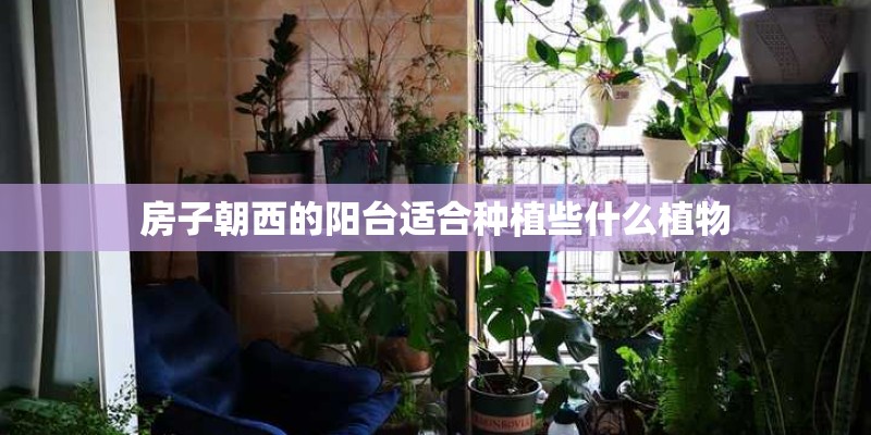 房子朝西的阳台适合种植些什么植物