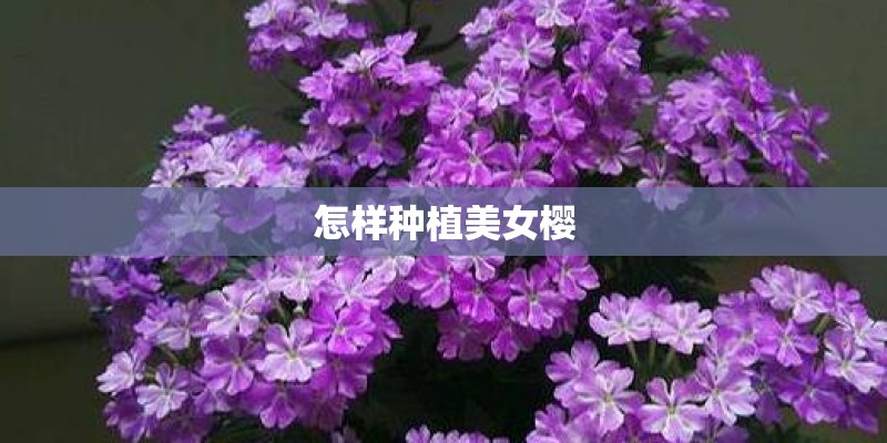 怎样种植美女樱