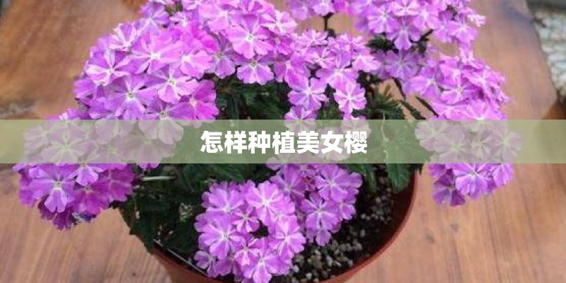 怎样种植美女樱