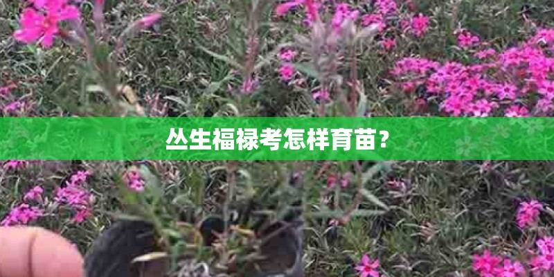 丛生福禄考怎样育苗？