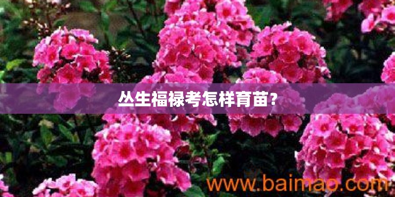 丛生福禄考怎样育苗？
