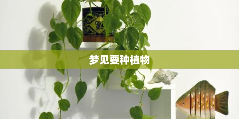 梦见要种植物