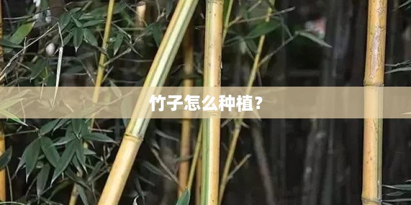 竹子怎么种植？