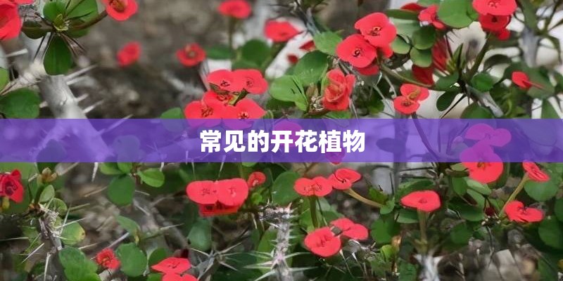 常见的开花植物