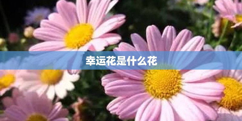 幸运花是什么花