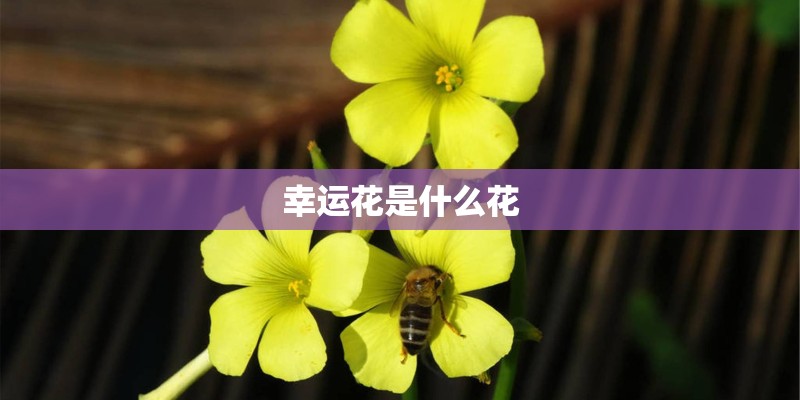 幸运花是什么花
