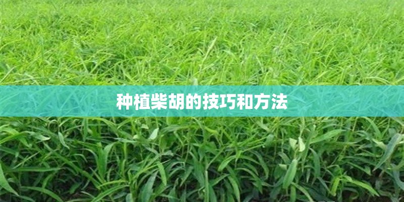 种植柴胡的技巧和方法