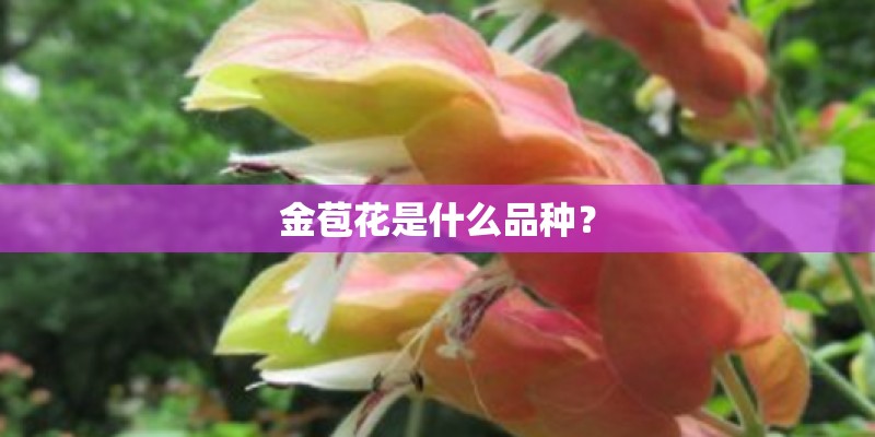 金苞花是什么品种？