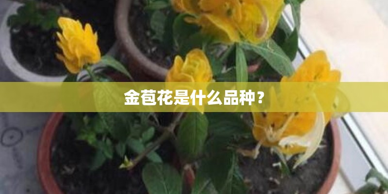 金苞花是什么品种？
