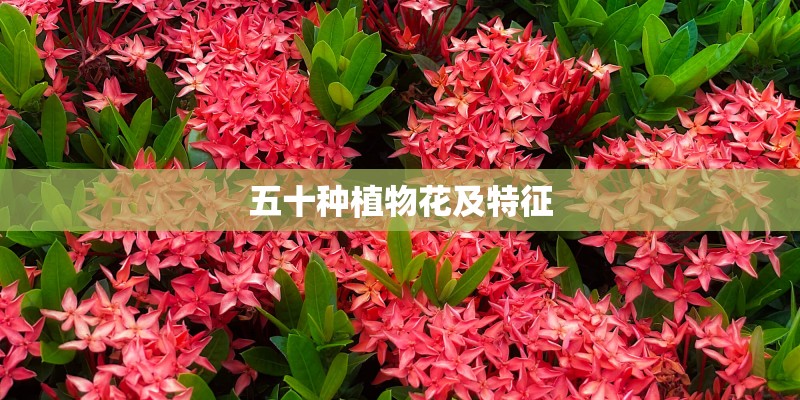 五十种植物花及特征