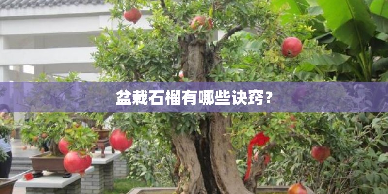 盆栽石榴有哪些诀窍？