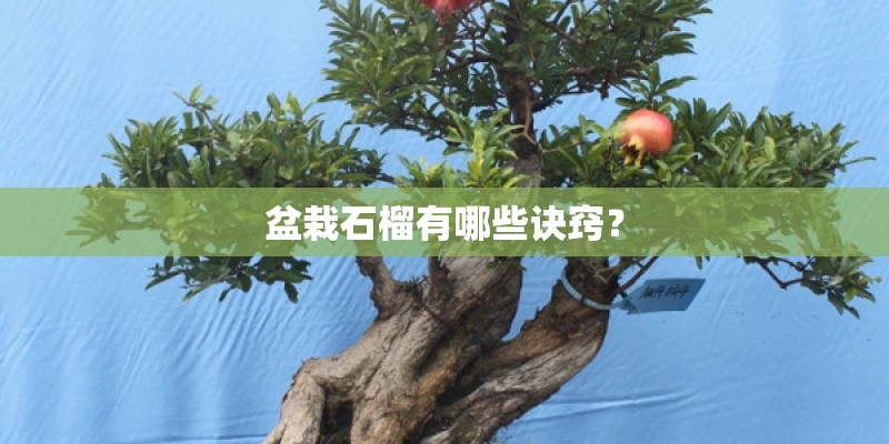 盆栽石榴有哪些诀窍？