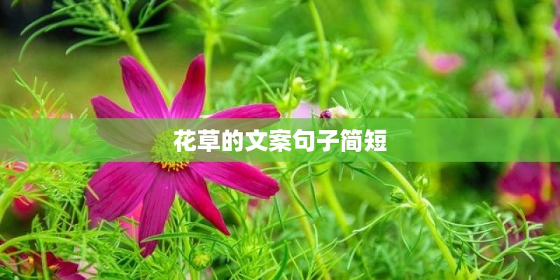 花草的文案句子简短