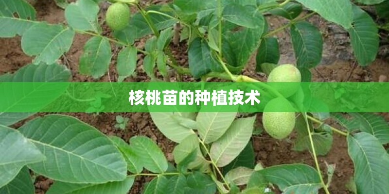 核桃苗的种植技术