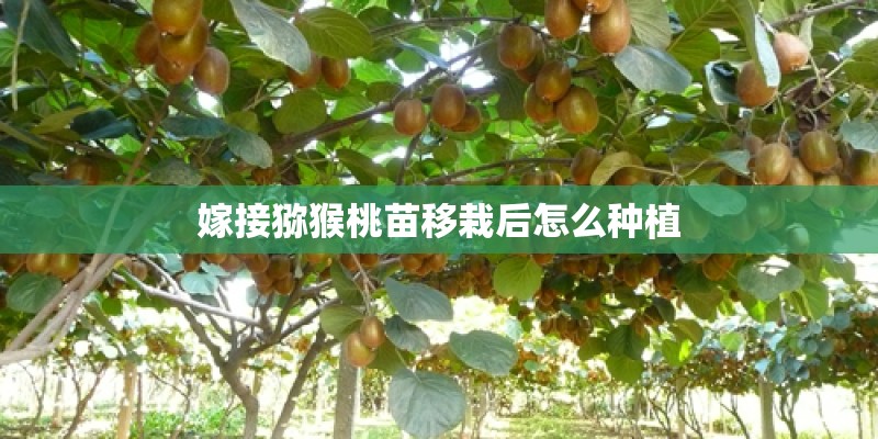 嫁接猕猴桃苗移栽后怎么种植