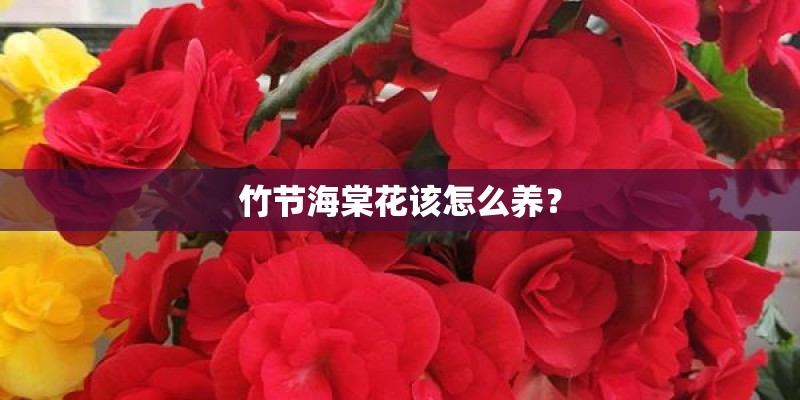 竹节海棠花该怎么养？