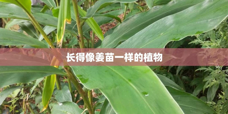 长得像姜苗一样的植物