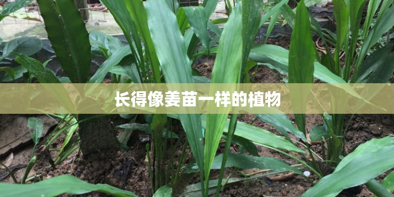 长得像姜苗一样的植物