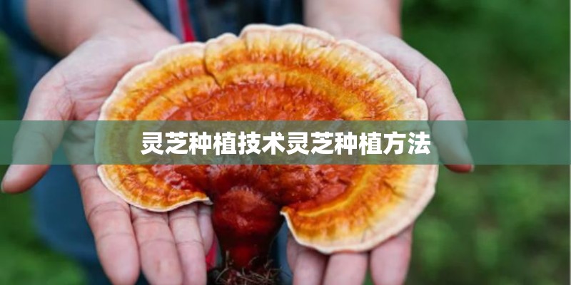 灵芝种植技术灵芝种植方法