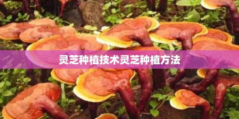 灵芝种植技术灵芝种植方法
