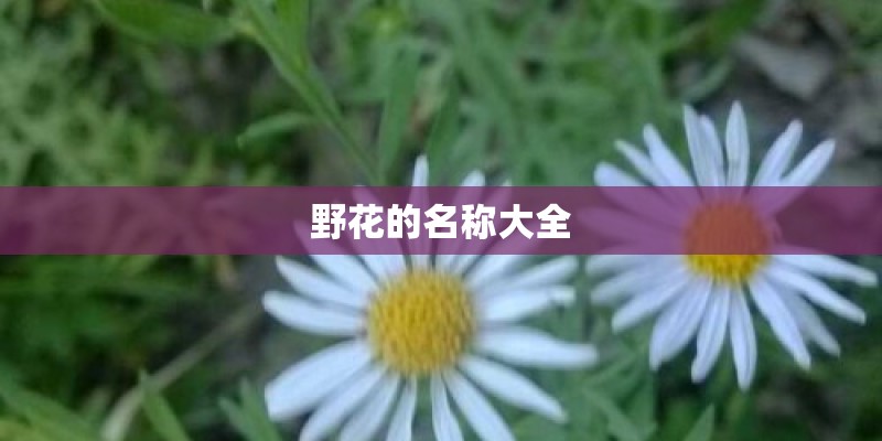 野花的名称大全
