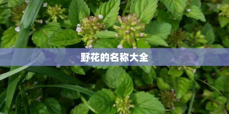 保护环境有哪些海报-关于环保经典宣传海报设计