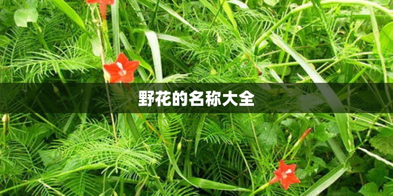 野花的名称大全