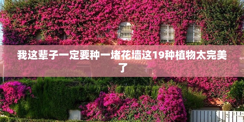 我这辈子一定要种一堵花墙这19种植物太完美了