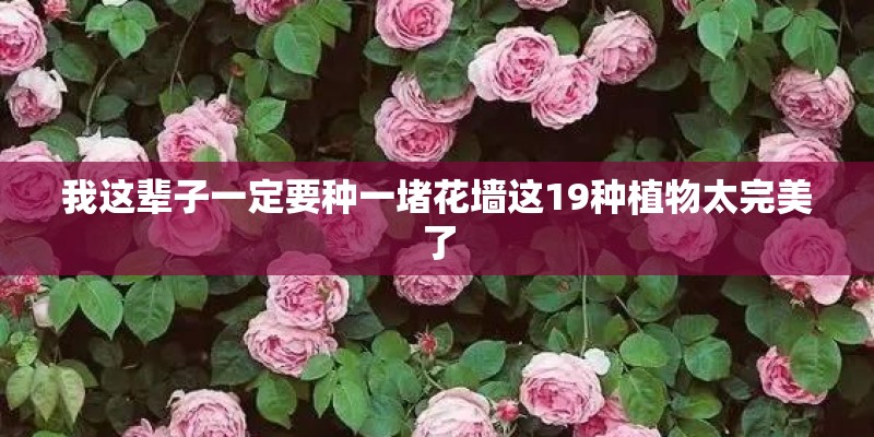 我这辈子一定要种一堵花墙这19种植物太完美了