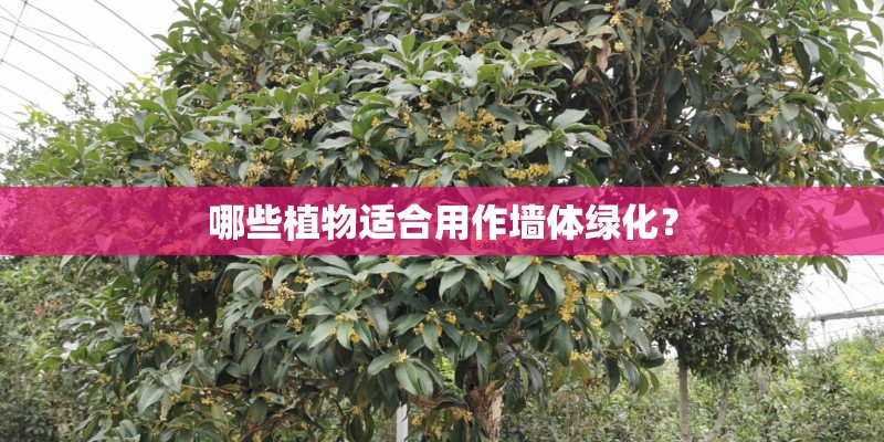 楼上怎么养花？