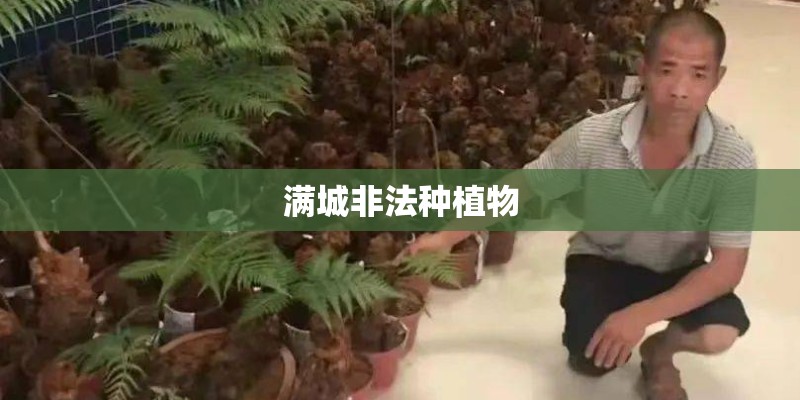 满城非法种植物