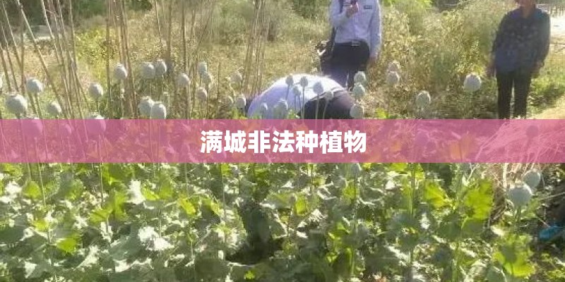 满城非法种植物